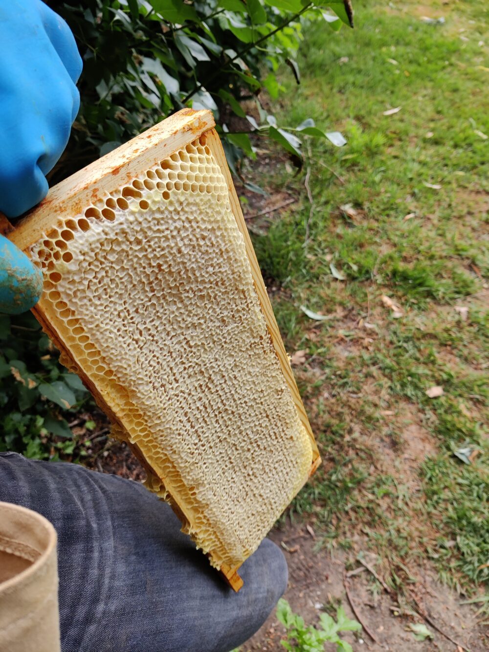 2022 - Voorjaarshoning - 500gr - Afbeelding 7