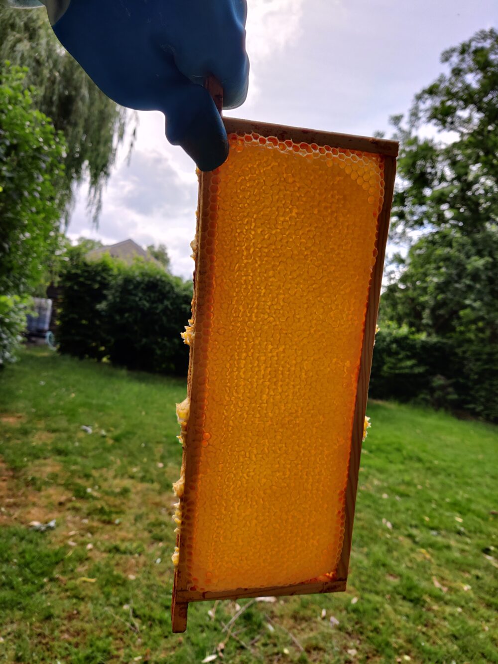 2022 - Voorjaarshoning - 500gr - Afbeelding 2