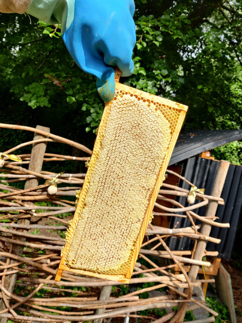 2022 - Voorjaarshoning - 500gr - Afbeelding 4