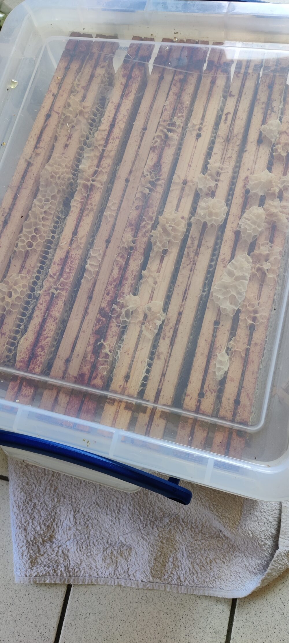 2023 - Voorjaarshoning - 500gr - Afbeelding 7