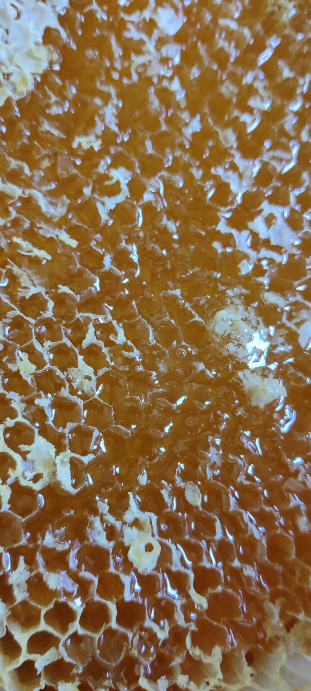 2023 - Voorjaarshoning - 500gr - Afbeelding 9