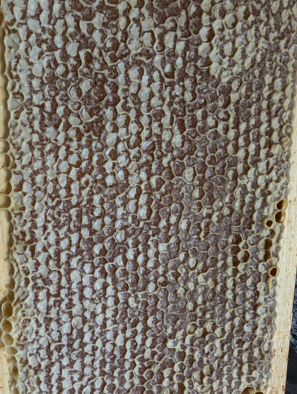 2024 - Voorjaarshoning - 500gr - Afbeelding 4